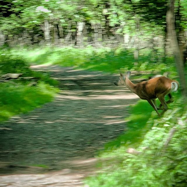 "Suddenly he awoke and was running" 